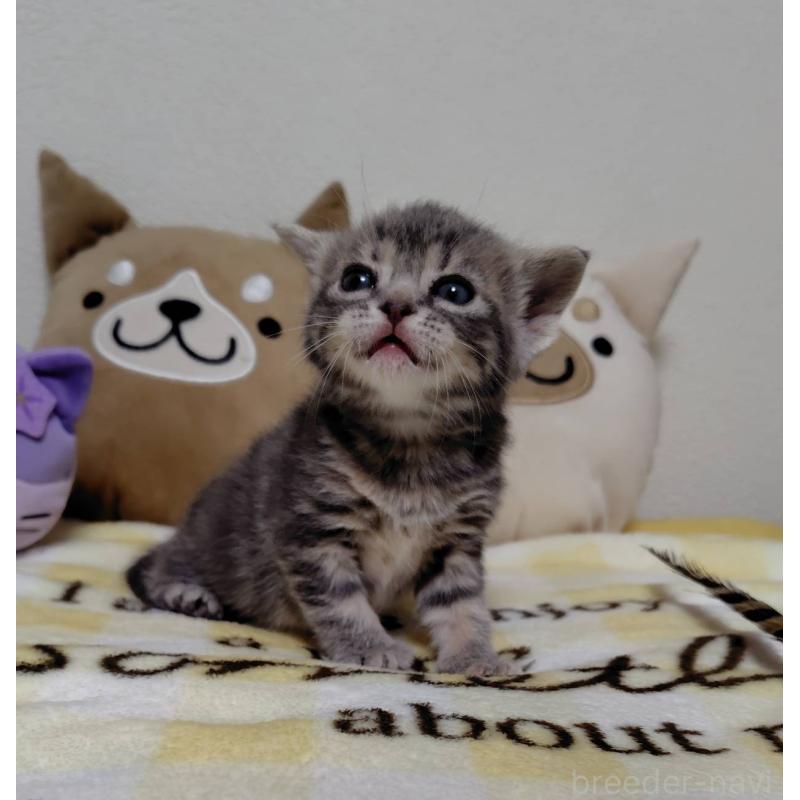 販売中の埼玉県のアメリカンショートヘア-138360の4枚目