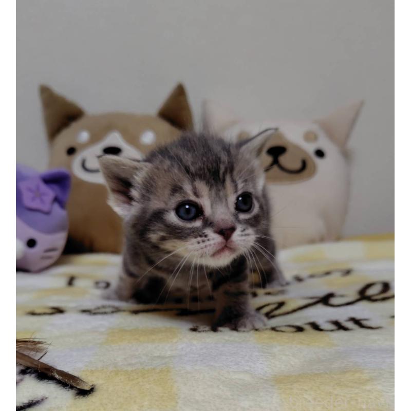 販売中の埼玉県のアメリカンショートヘア-138360の3枚目