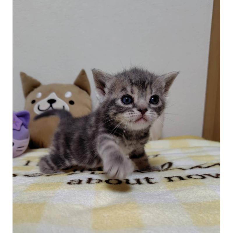 販売中の埼玉県のアメリカンショートヘア-138360の2枚目