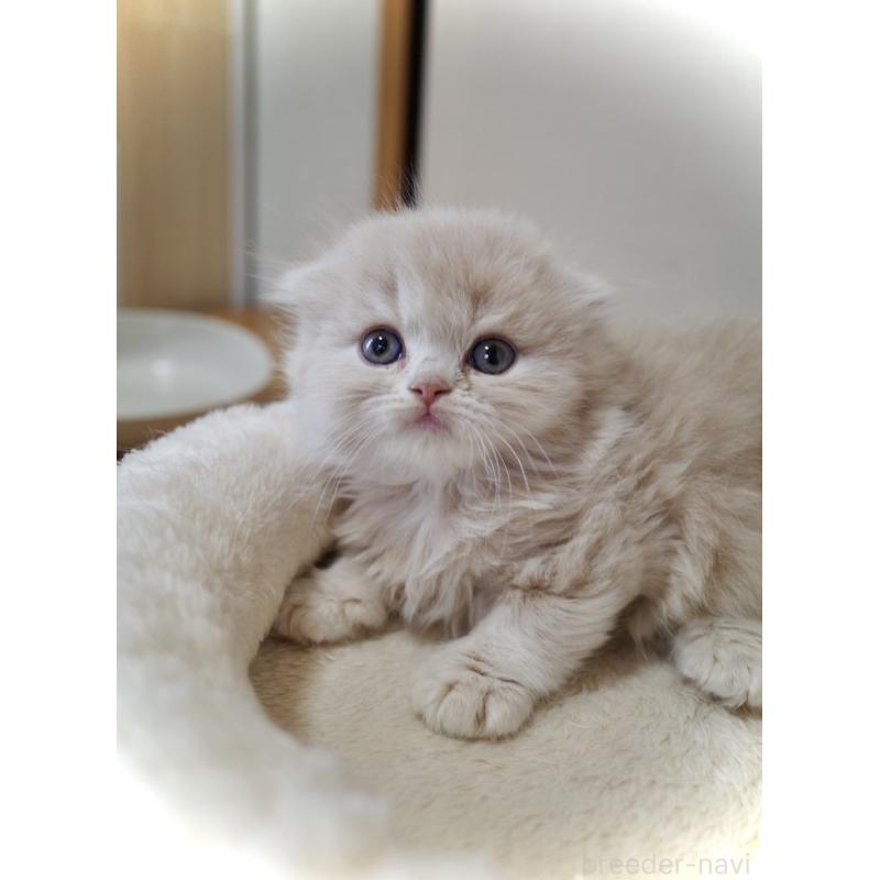 販売中の三重県のスコティッシュフォールド(折れ耳)-138092