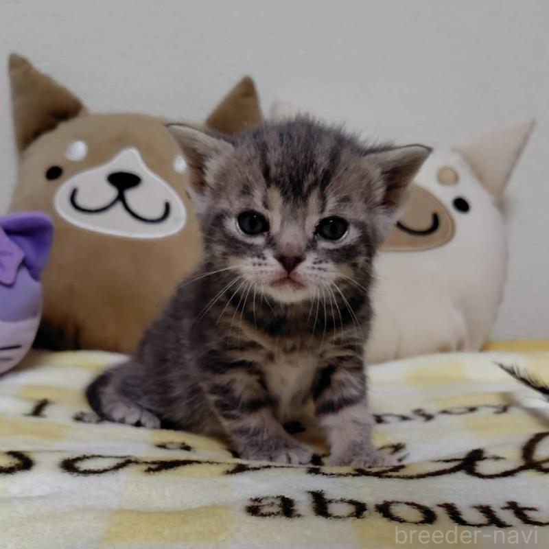 販売中の埼玉県のアメリカンショートヘア-138360