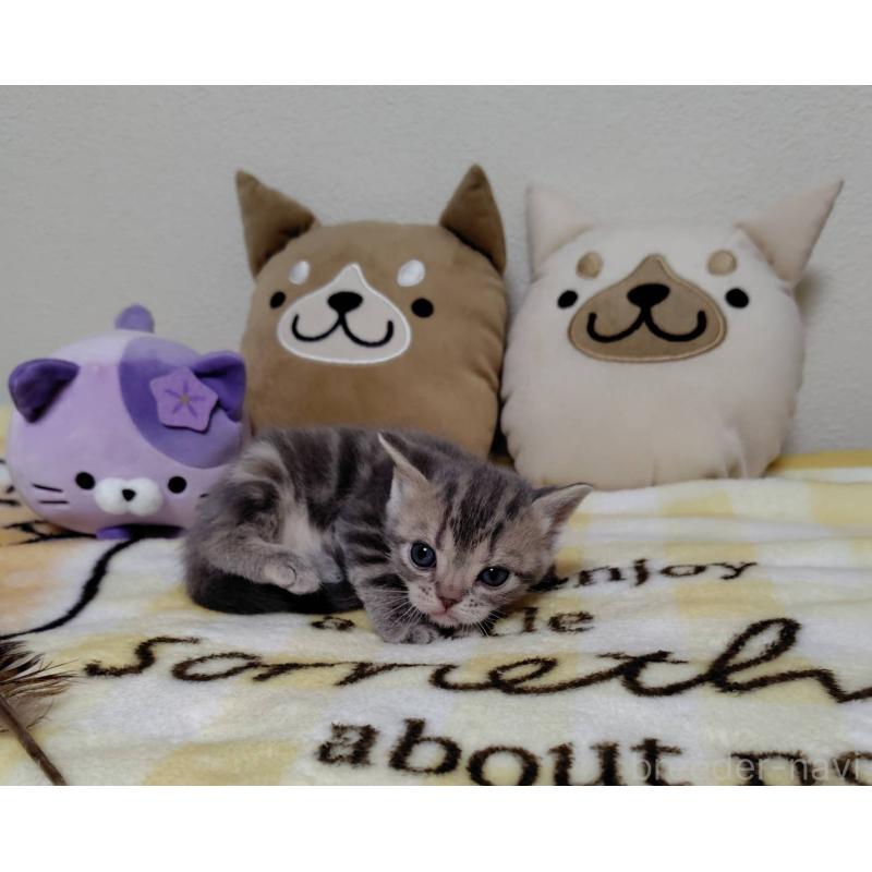 販売中の埼玉県のアメリカンショートヘア-138361の5枚目