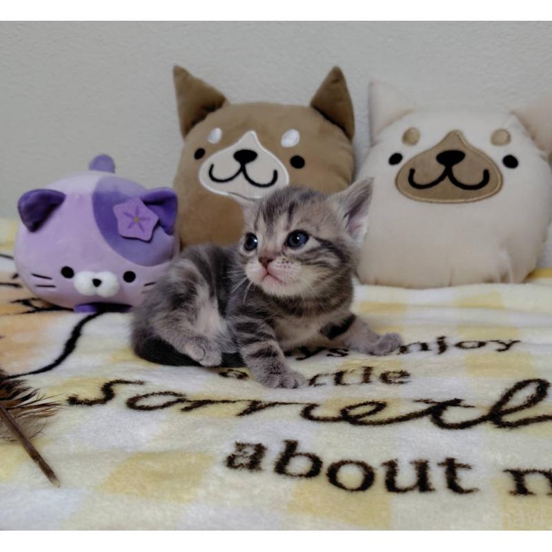 販売中の埼玉県のアメリカンショートヘア-138361の4枚目