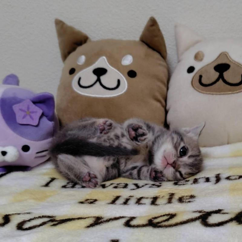 販売中の埼玉県のアメリカンショートヘア-138361