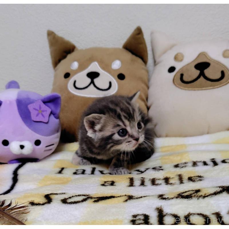 販売中の埼玉県のアメリカンショートヘア-138362の5枚目