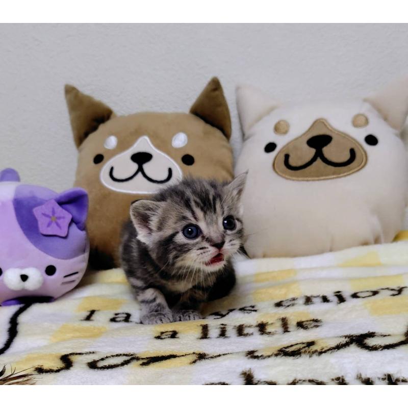 販売中の埼玉県のアメリカンショートヘア-138362の3枚目