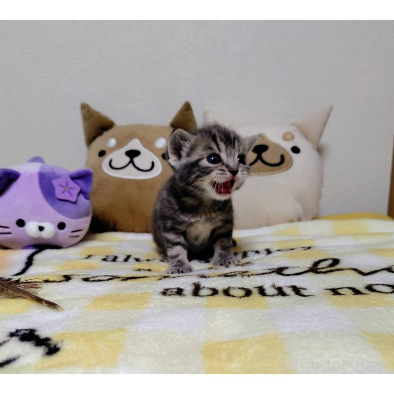 販売中の埼玉県のアメリカンショートヘア-138362の4枚目