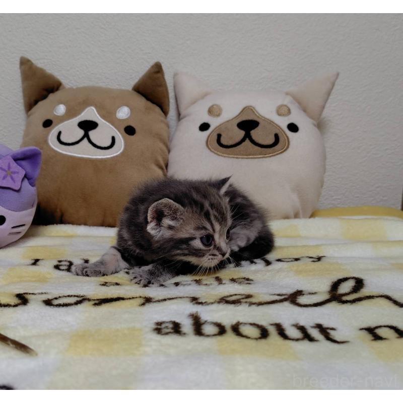 販売中の埼玉県のアメリカンショートヘア-138362の2枚目