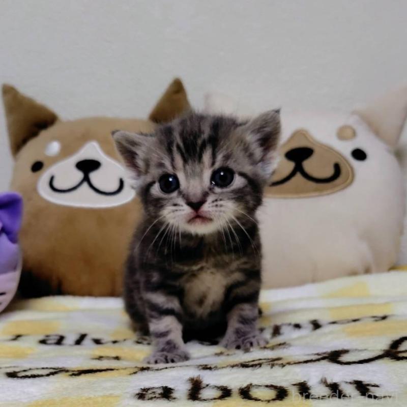 販売中の埼玉県のアメリカンショートヘア-138362