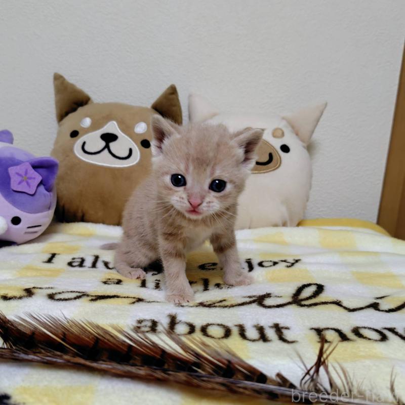 販売中の埼玉県のアメリカンショートヘア-138363の5枚目