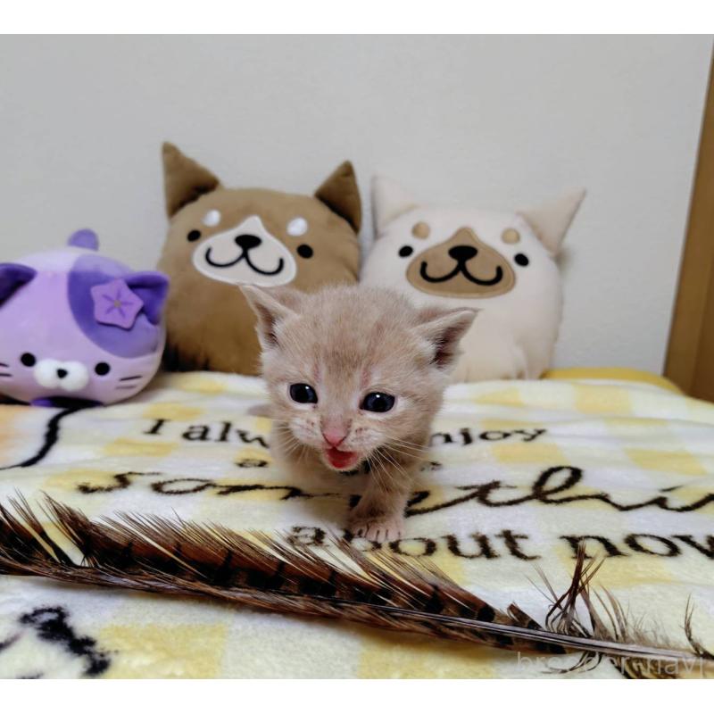 販売中の埼玉県のアメリカンショートヘア-138363の4枚目