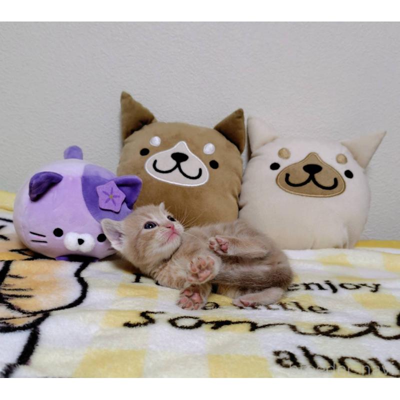 販売中の埼玉県のアメリカンショートヘア-138363の3枚目