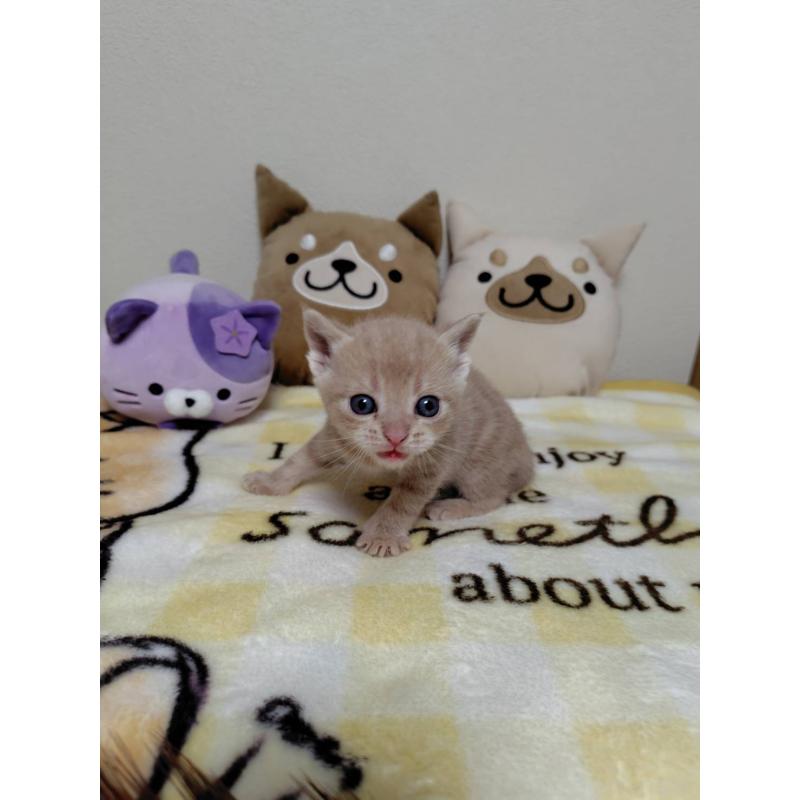 販売中の埼玉県のアメリカンショートヘア-138363の2枚目