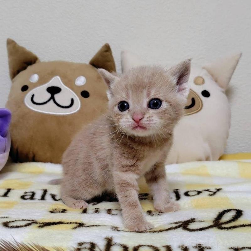 販売中の埼玉県のアメリカンショートヘア-138363の1枚目