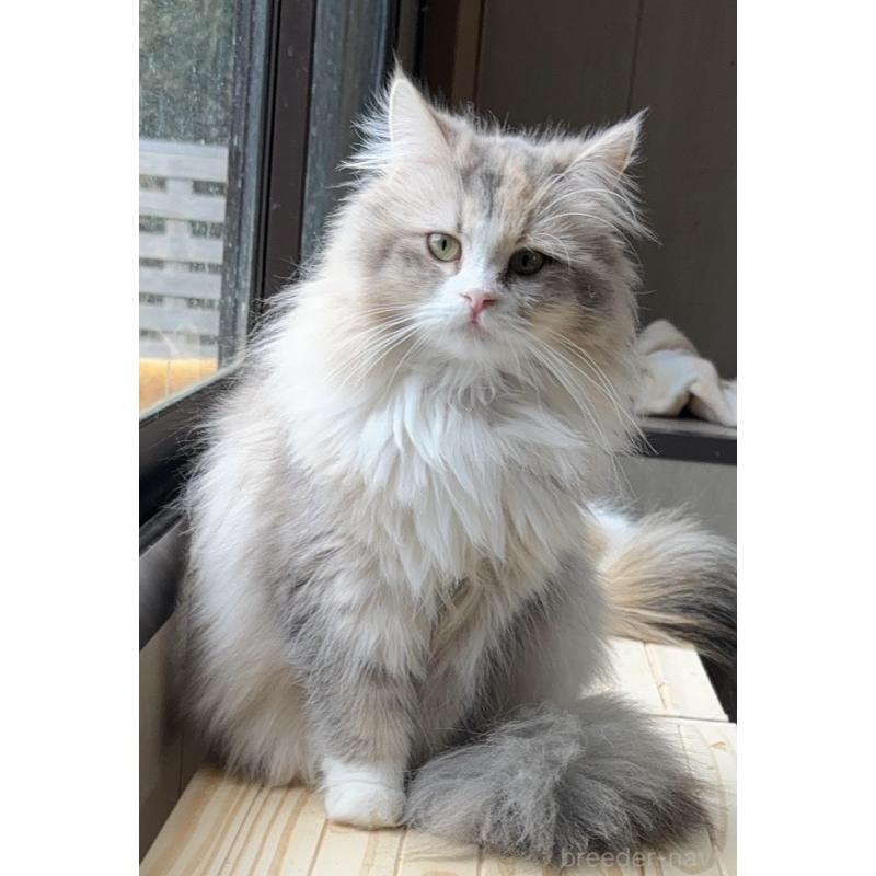 販売中の鹿児島県のサイベリアン-138364の2枚目