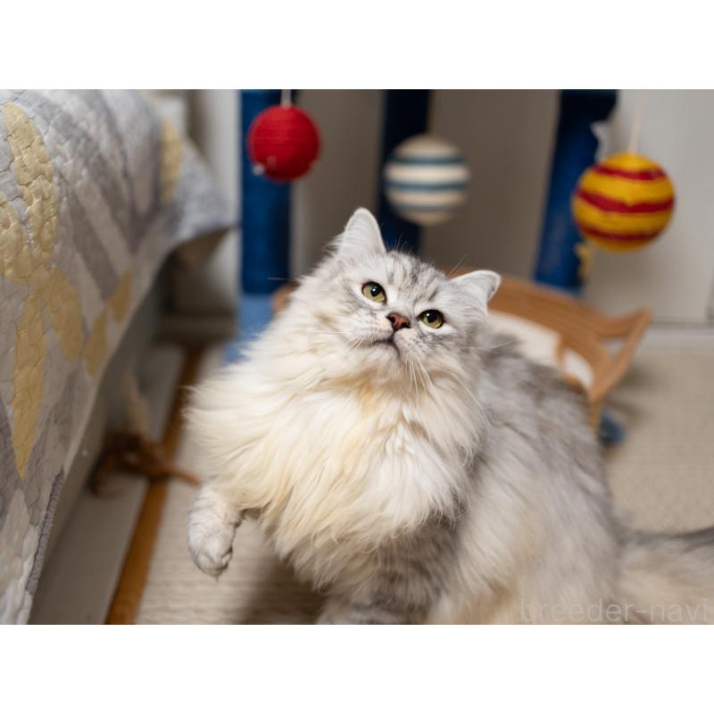 販売中の大阪府のサイベリアン-124718の6枚目