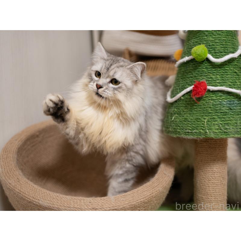 販売中の大阪府のサイベリアン-124718の5枚目