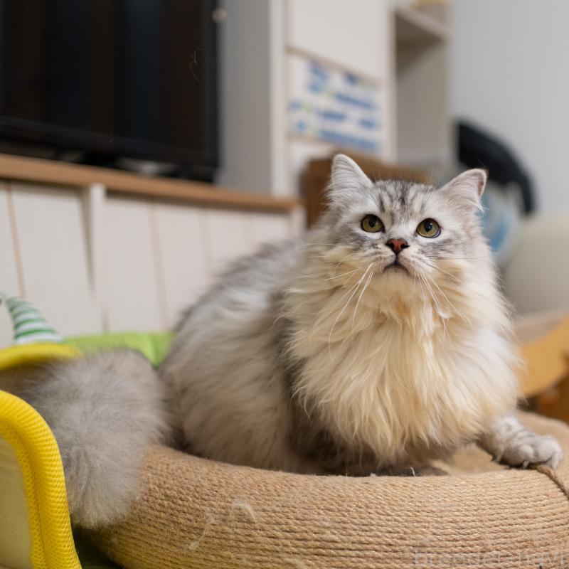 販売中の大阪府のサイベリアン-124718の4枚目