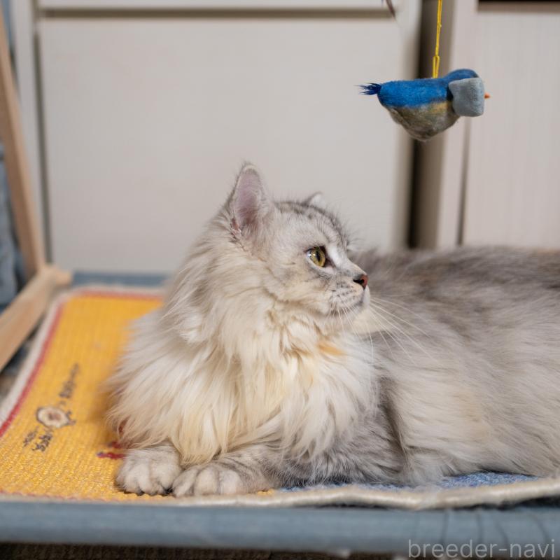 販売中の大阪府のサイベリアン-124718の3枚目