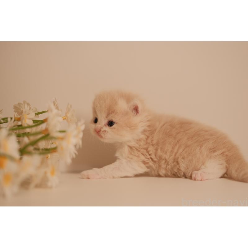 販売中の東京都のブリティッシュロングヘア-138367の5枚目