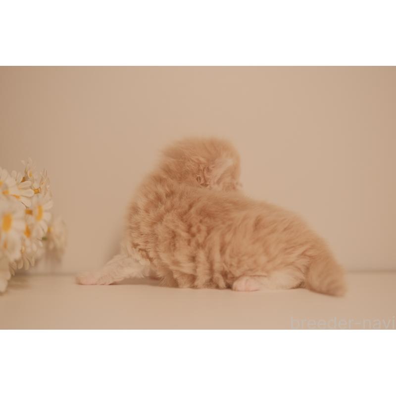 販売中の東京都のブリティッシュロングヘア-138367の3枚目