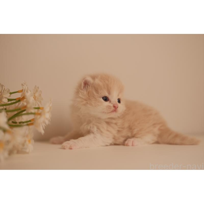 販売中の東京都のブリティッシュロングヘア-138367の2枚目