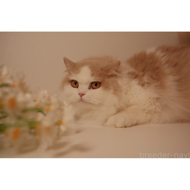 星もちゃん1枚目