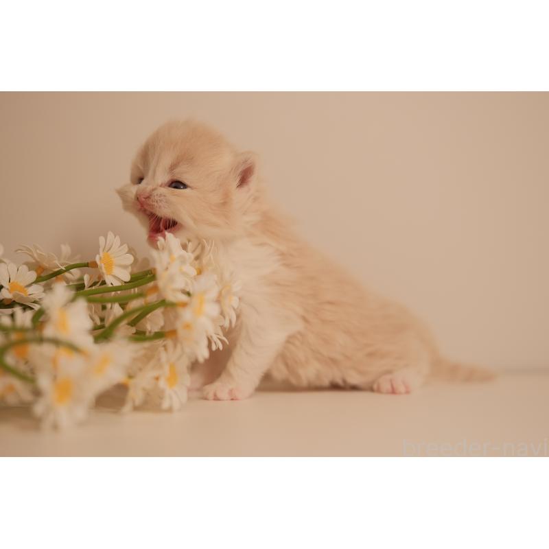 販売中の東京都のブリティッシュロングヘア-138368の5枚目