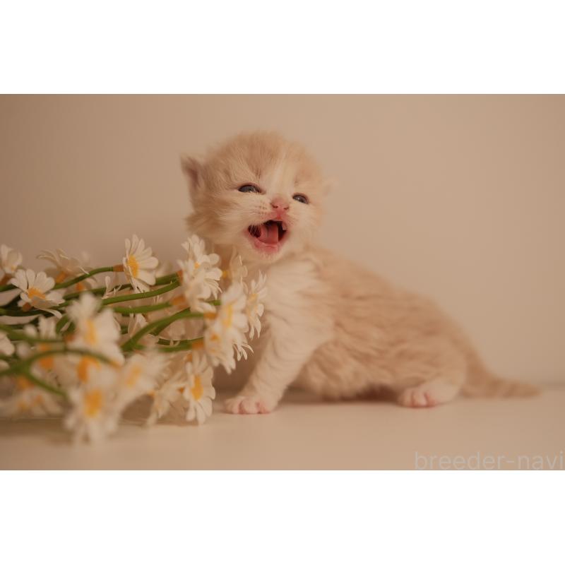 販売中の東京都のブリティッシュロングヘア-138368の4枚目