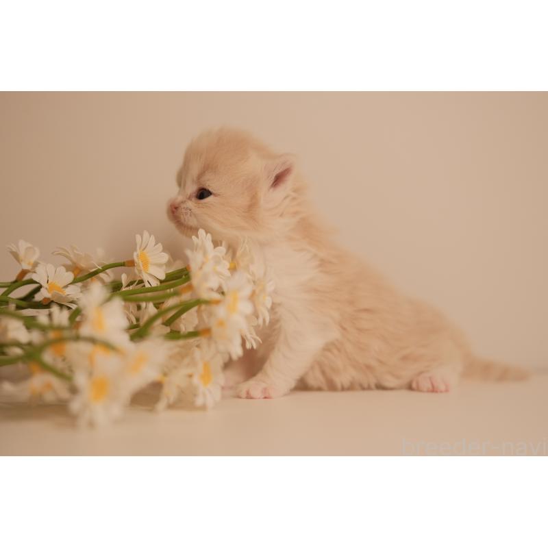 販売中の東京都のブリティッシュロングヘア-138368の3枚目