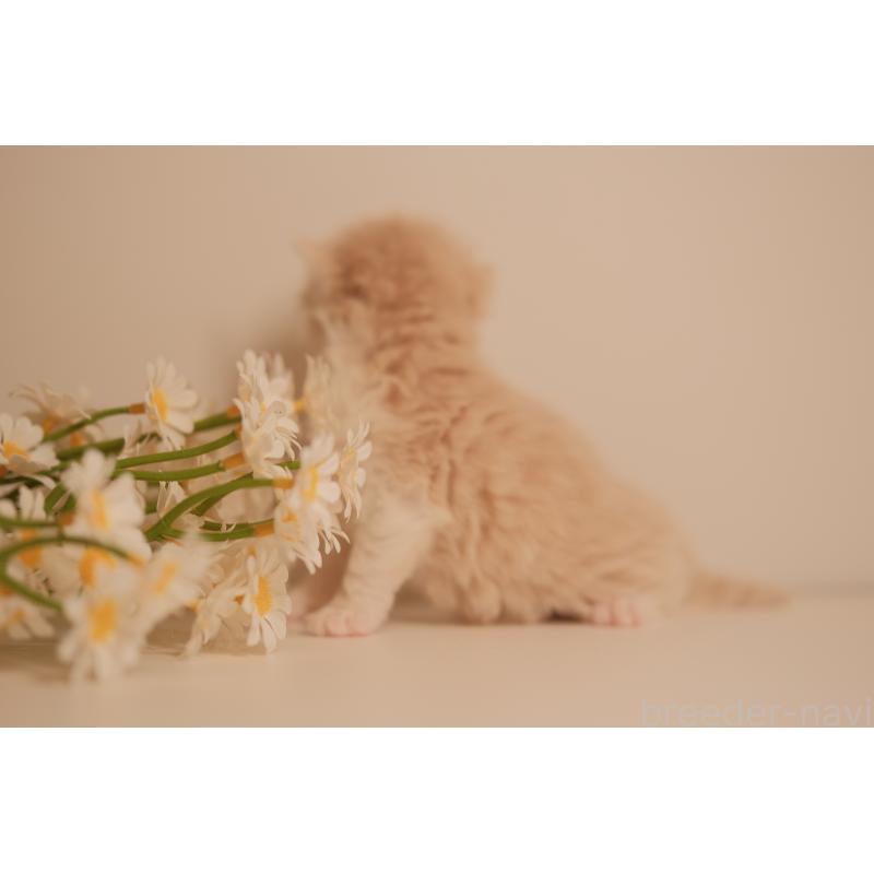 販売中の東京都のブリティッシュロングヘア-138368の2枚目