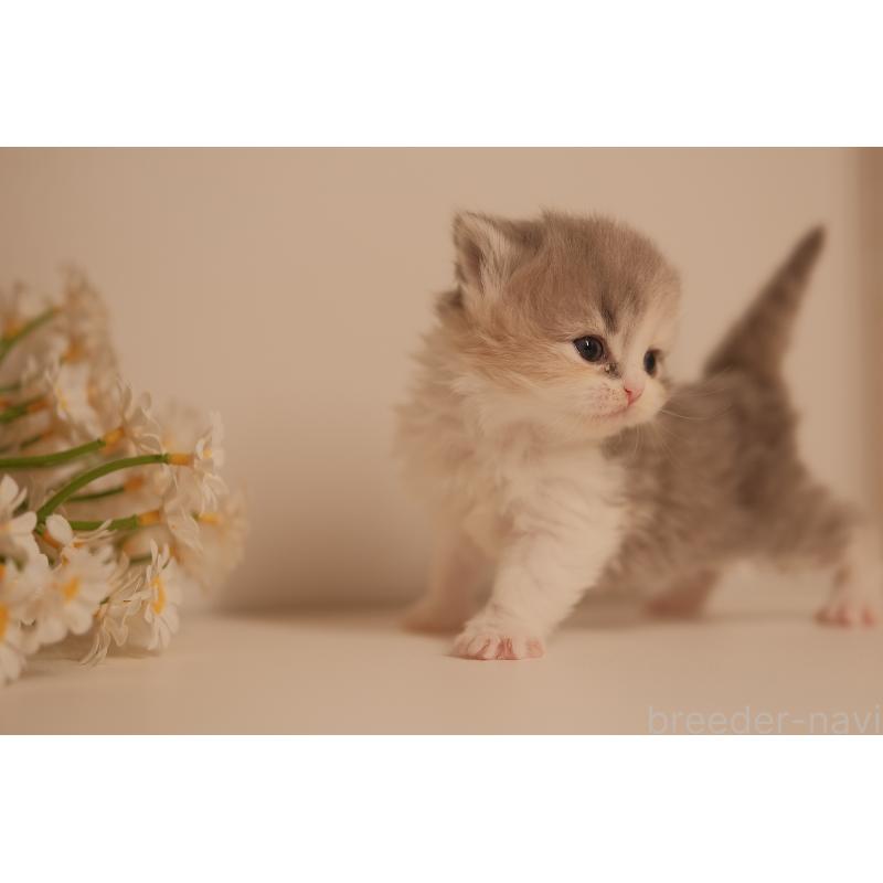 販売中の東京都のブリティッシュロングヘア-138369の5枚目