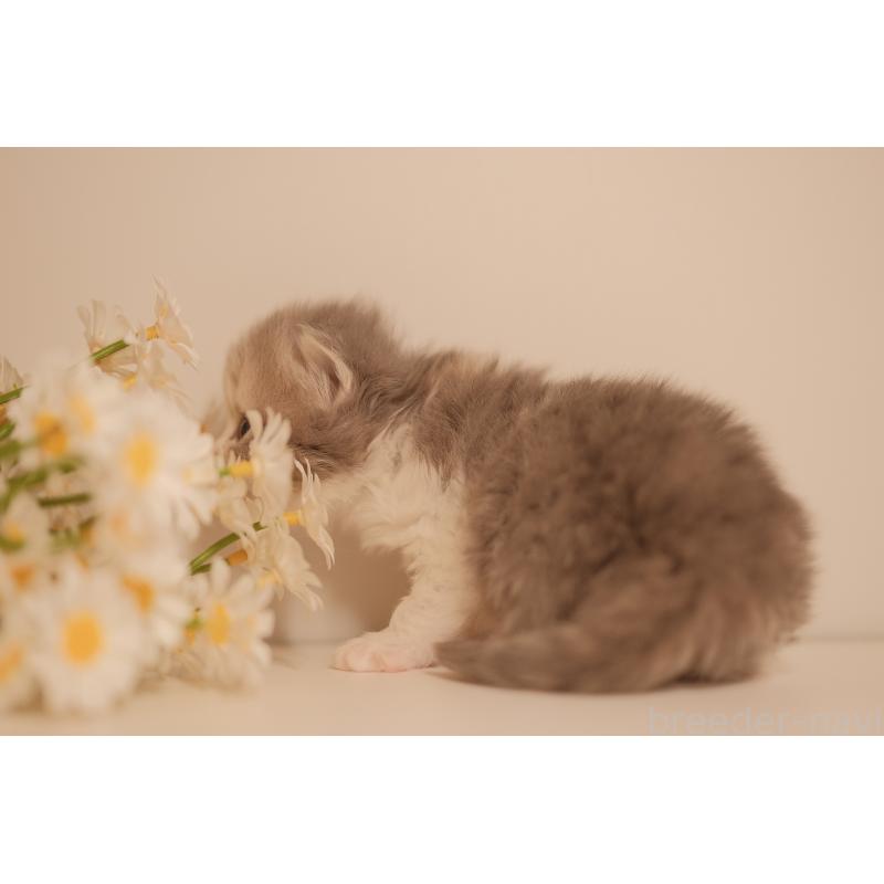 販売中の東京都のブリティッシュロングヘア-138369の3枚目