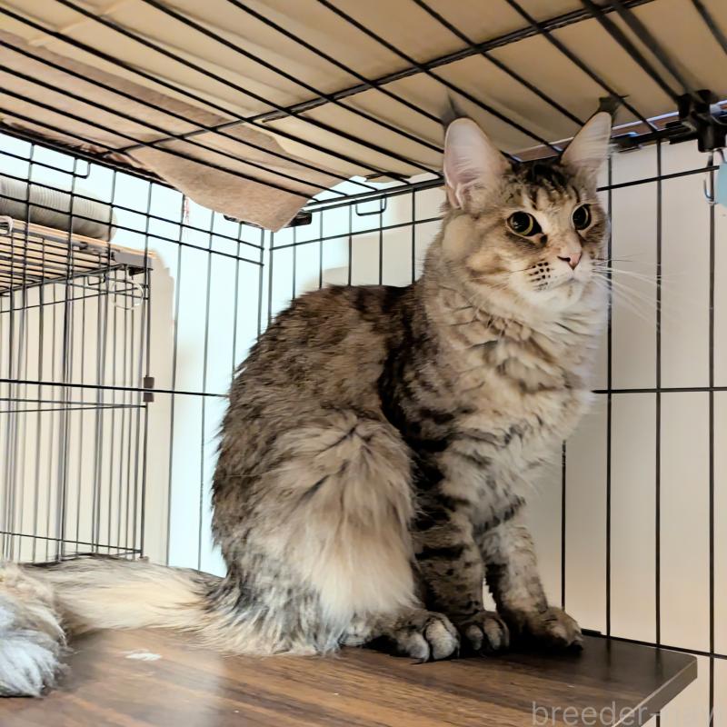 販売中の埼玉県のメインクーン-138372の4枚目