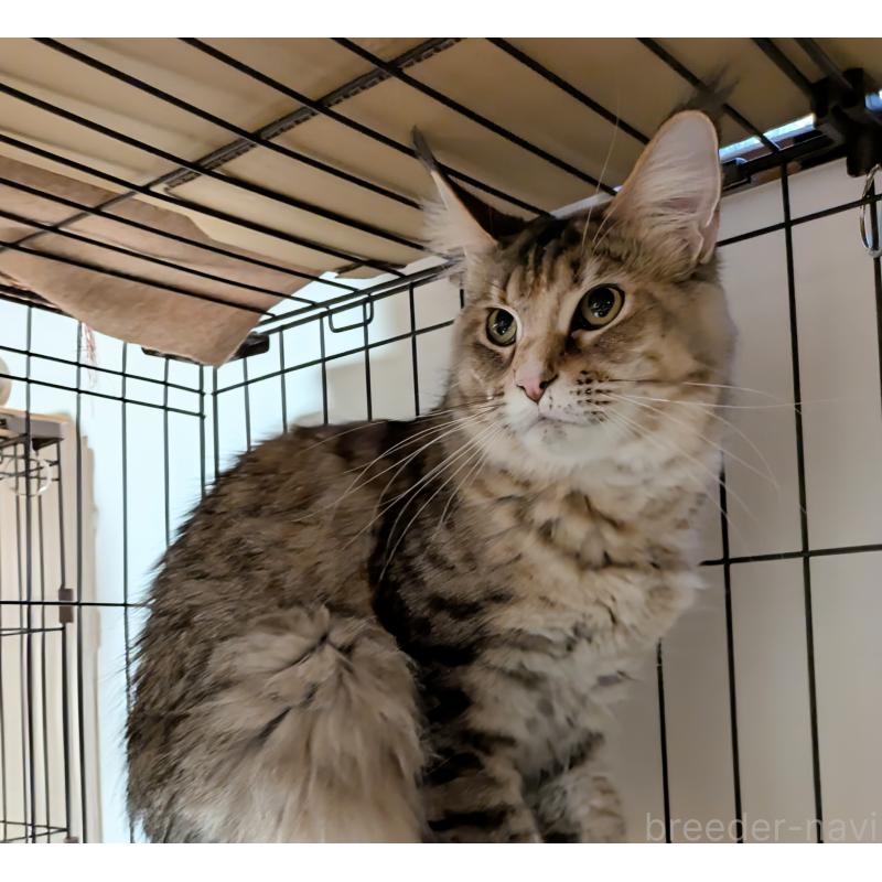 販売中の埼玉県のメインクーン-138372の1枚目