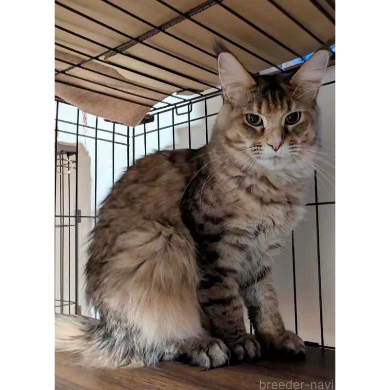 販売中の埼玉県のメインクーン-138372の3枚目