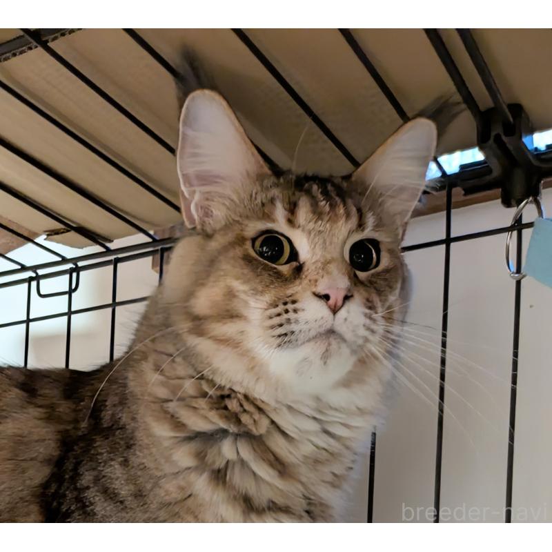 販売中の埼玉県のメインクーン-138372の2枚目