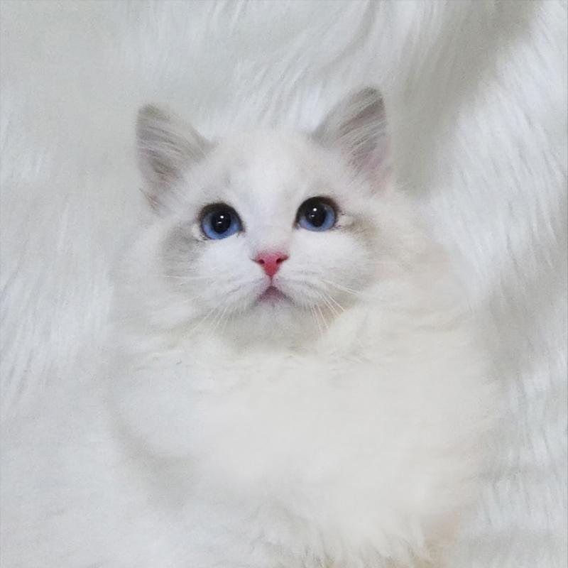 販売中の茨城県のラグドール-138371