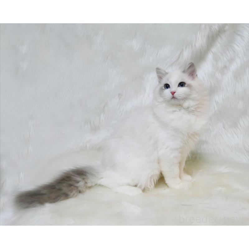 販売中の茨城県のラグドール-138371の4枚目