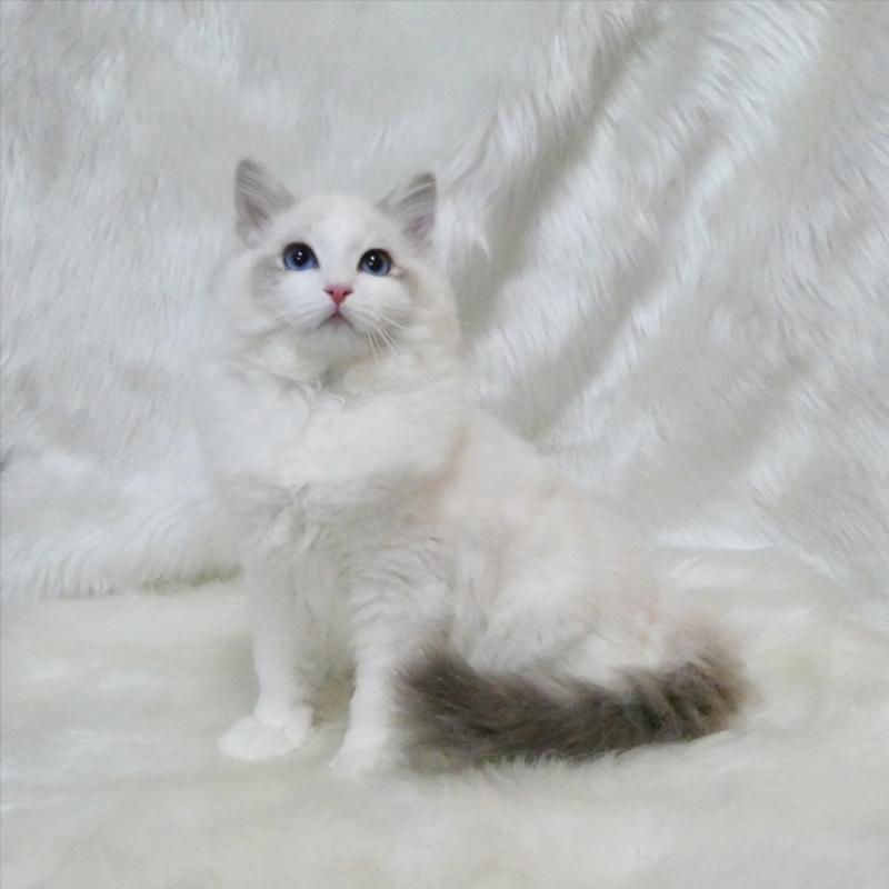 販売中の茨城県のラグドール-138371の3枚目