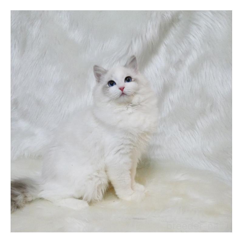 販売中の茨城県のラグドール-138371の2枚目