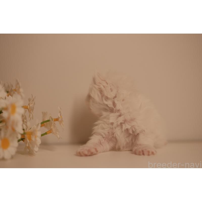 販売中の東京都のブリティッシュロングヘア-138373の4枚目