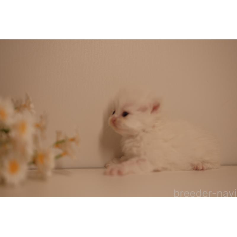 販売中の東京都のブリティッシュロングヘア-138373