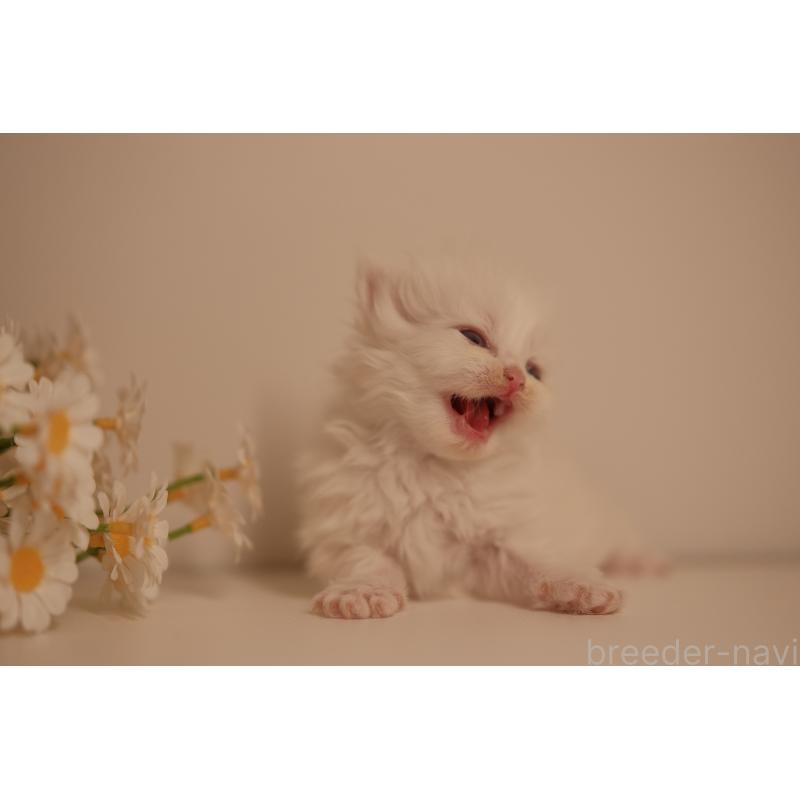 販売中の東京都のブリティッシュロングヘア-138373の3枚目