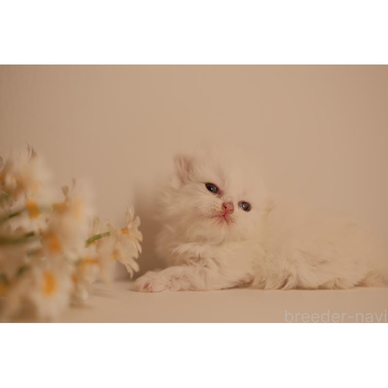 販売中の東京都のブリティッシュロングヘア-138374の3枚目