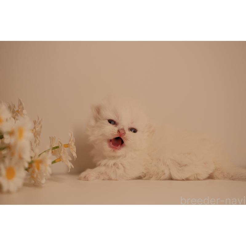 販売中の東京都のブリティッシュロングヘア-138374の2枚目