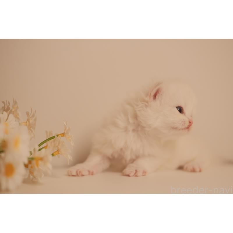 販売中の東京都のブリティッシュロングヘア-138376の5枚目