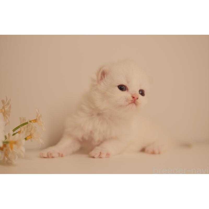 販売中の東京都のブリティッシュロングヘア-138376の4枚目