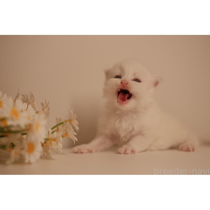 販売中の東京都のブリティッシュロングヘア-138376の3枚目