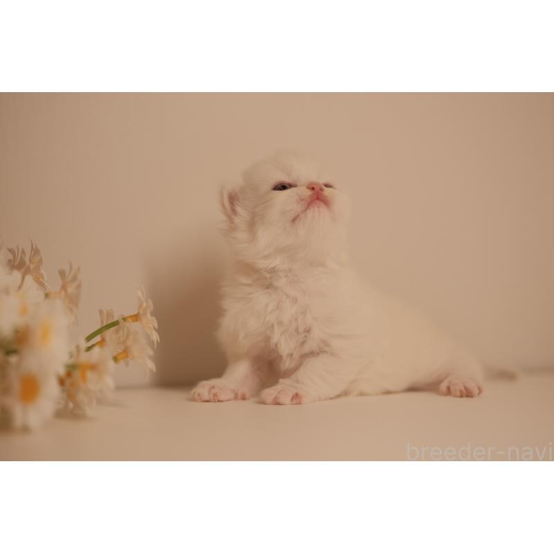 販売中の東京都のブリティッシュロングヘア-138376の2枚目